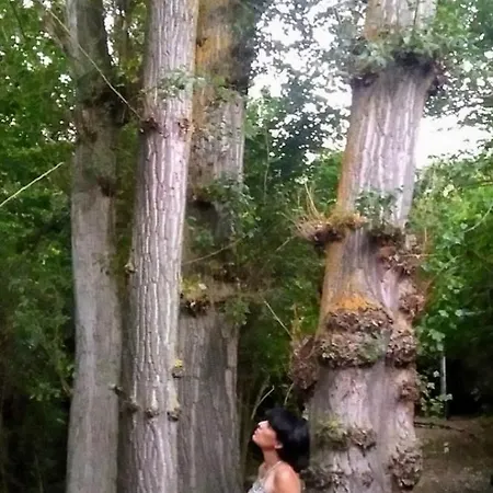 Beautiful Alamedas, Un Santuario Donde El Tiempo Se Detiene Castronuno
